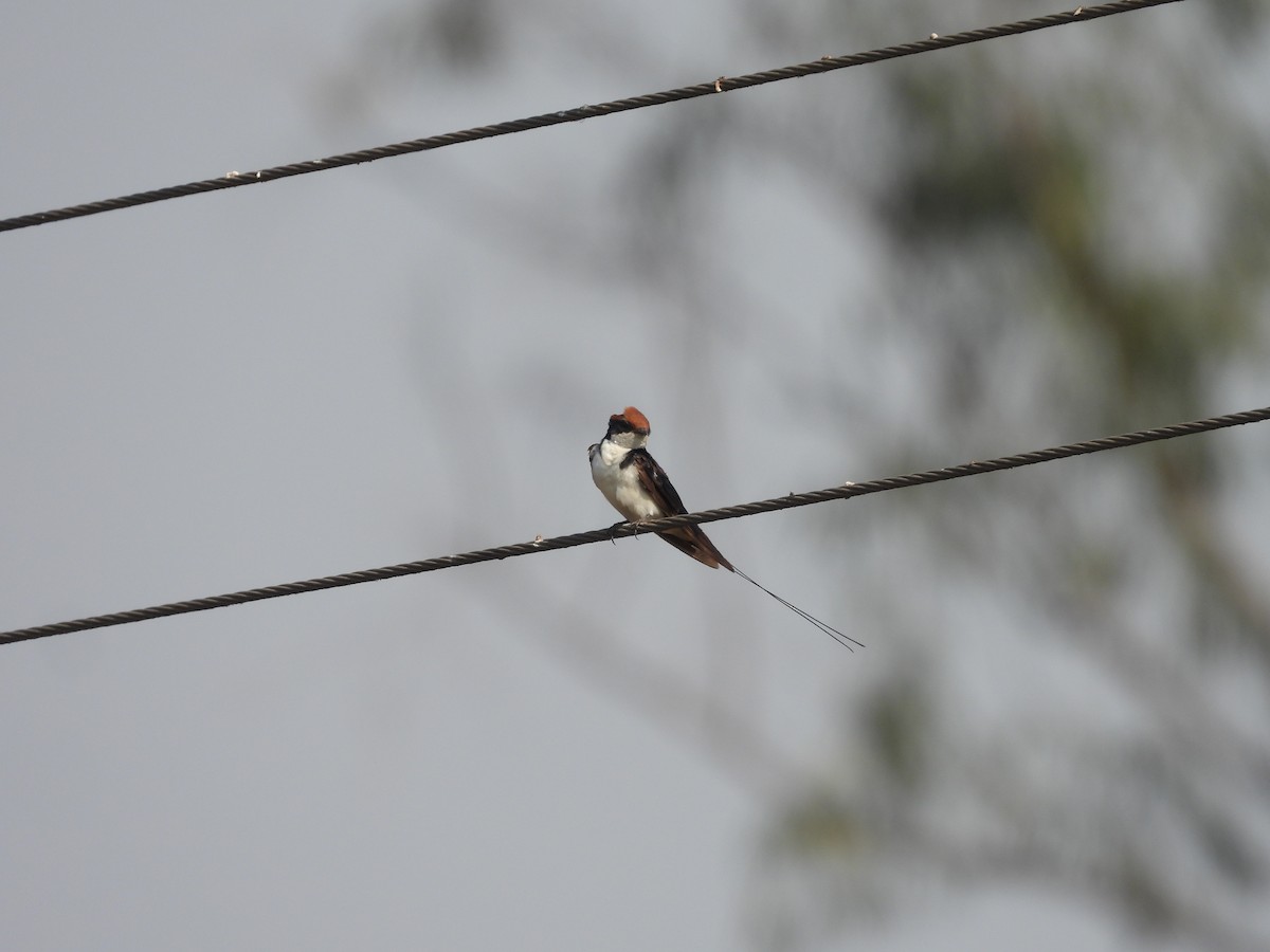 Wire-tailed Swallow - ML617478010