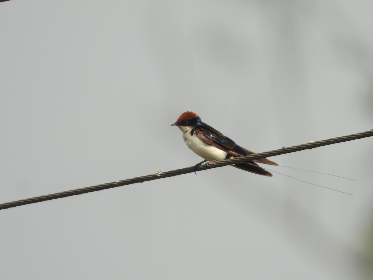 Wire-tailed Swallow - ML617478012
