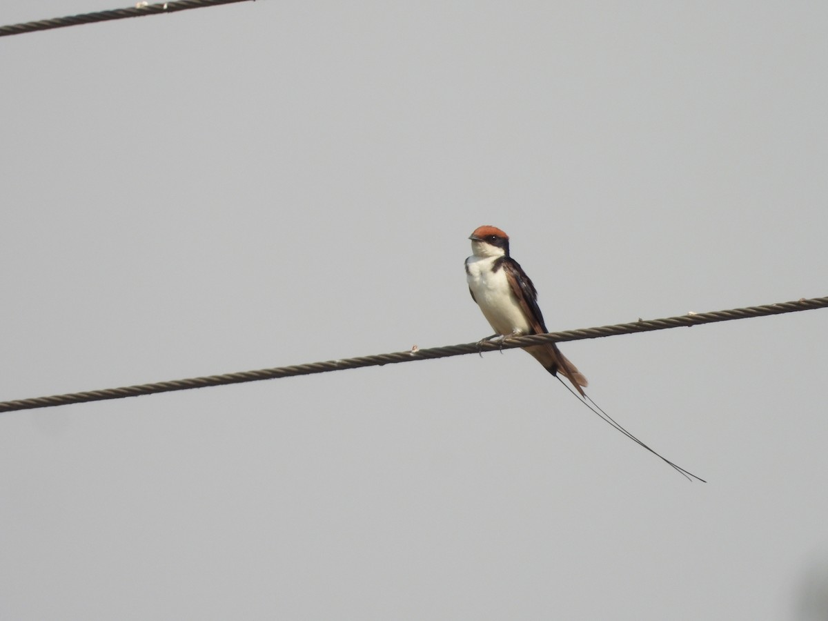 Wire-tailed Swallow - ML617478013