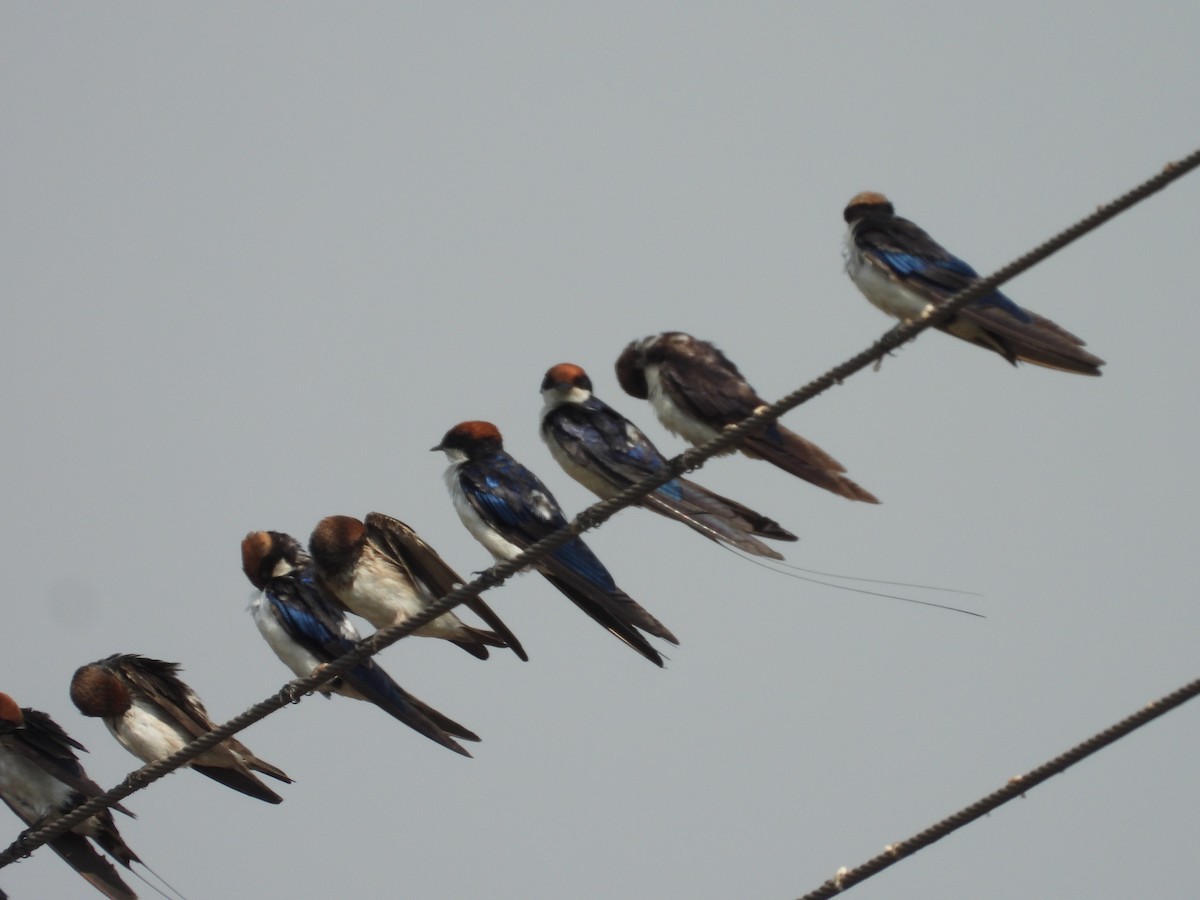 Wire-tailed Swallow - Hakimuddin F Saify