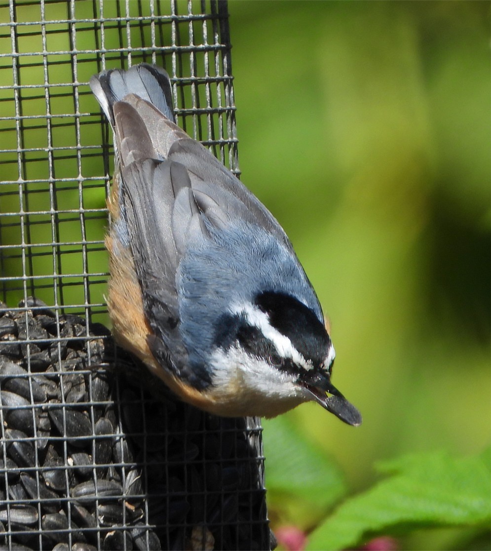 Red-breasted Nuthatch - ML617478114