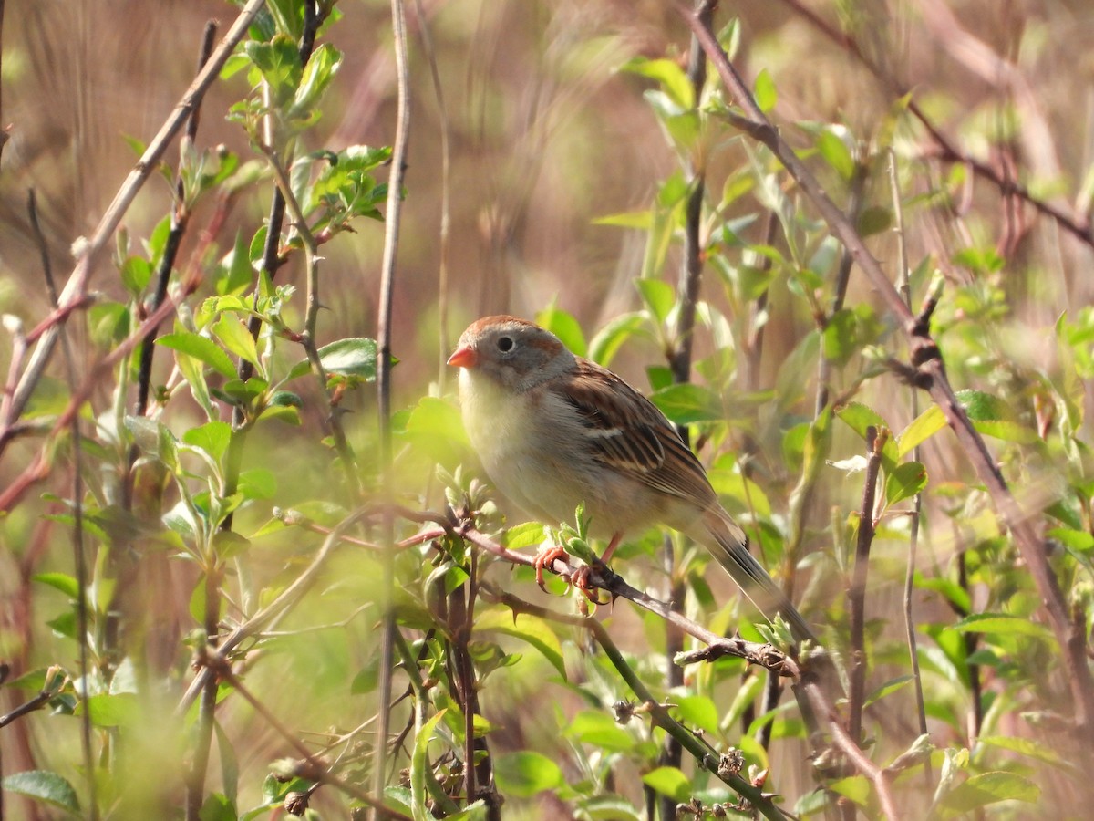 Field Sparrow - ML617478141