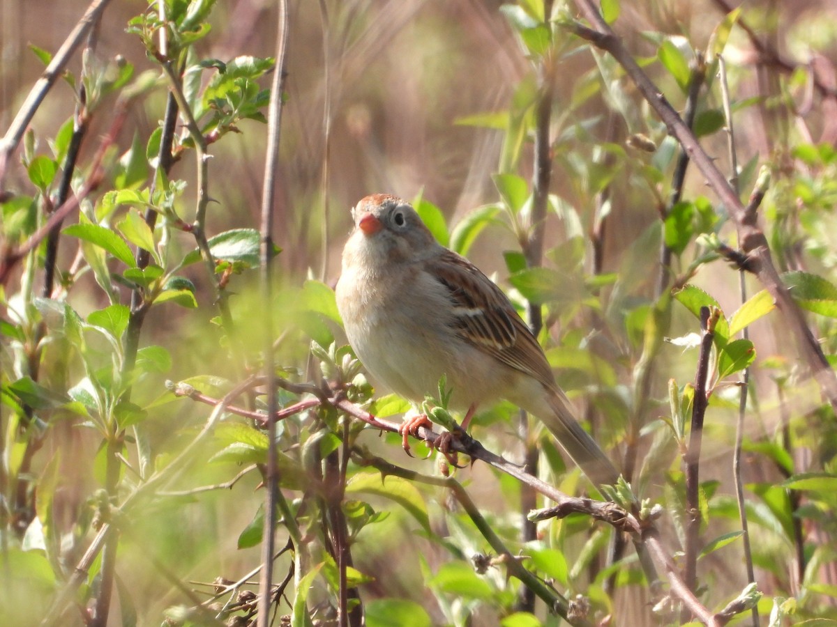 Field Sparrow - ML617478142