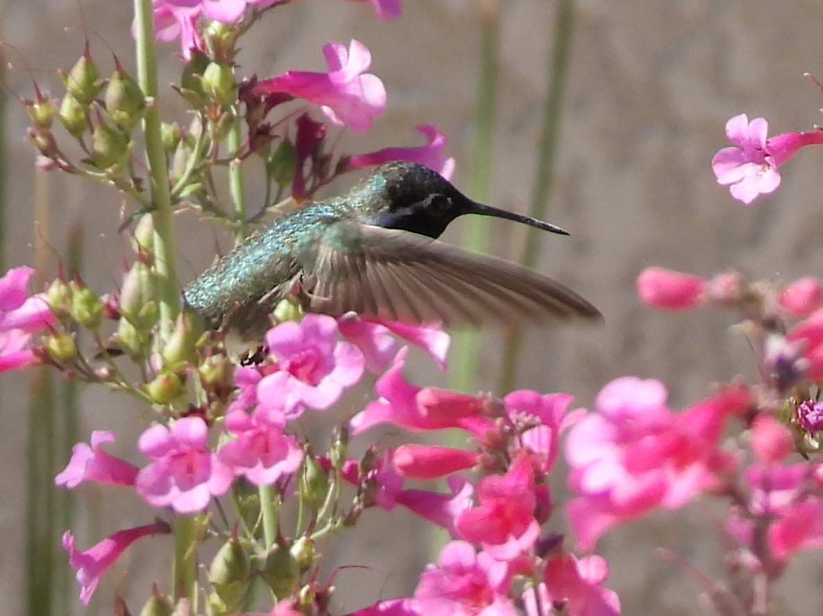 Costa's Hummingbird - Jeanene Daniels