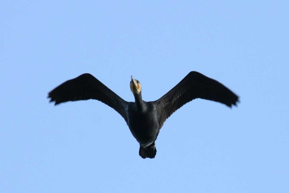 Great Cormorant - ML617478165