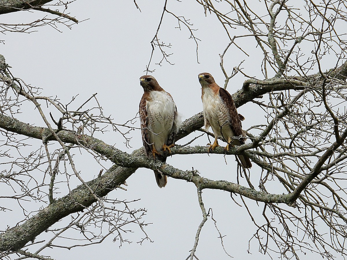 Red-tailed Hawk - Michael Musumeche