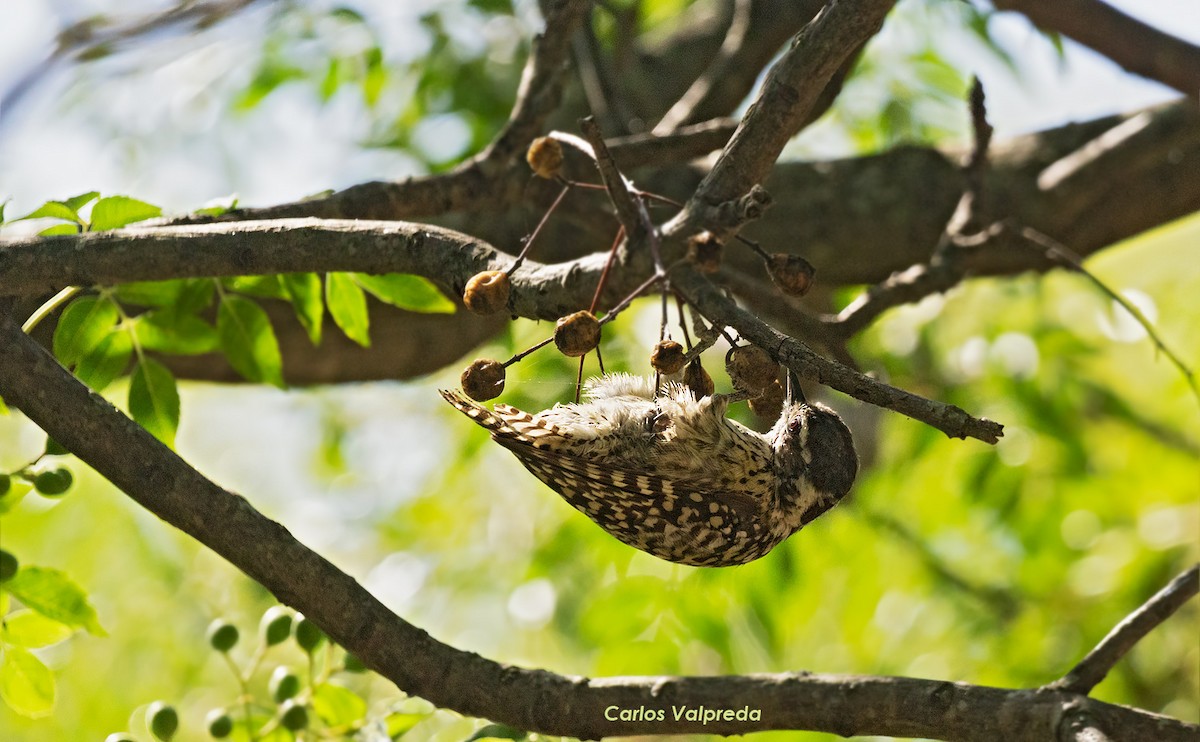 Checkered Woodpecker - ML617478179