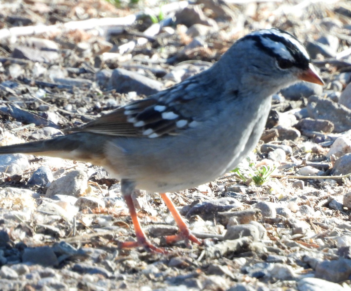 White-crowned Sparrow (Dark-lored) - ML617478244