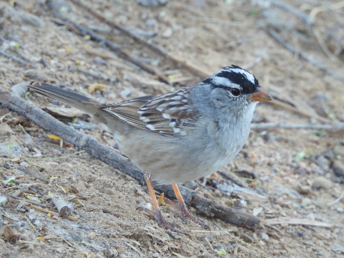 White-crowned Sparrow (Dark-lored) - ML617478270