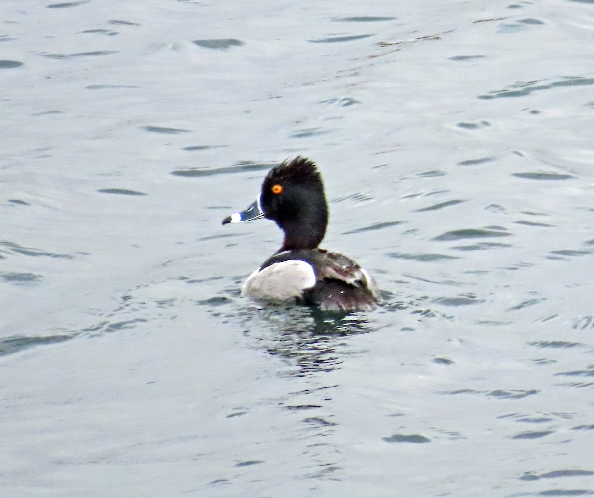 Ring-necked Duck - ML617478325