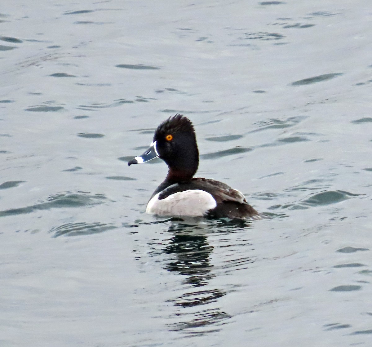 Ring-necked Duck - ML617478326