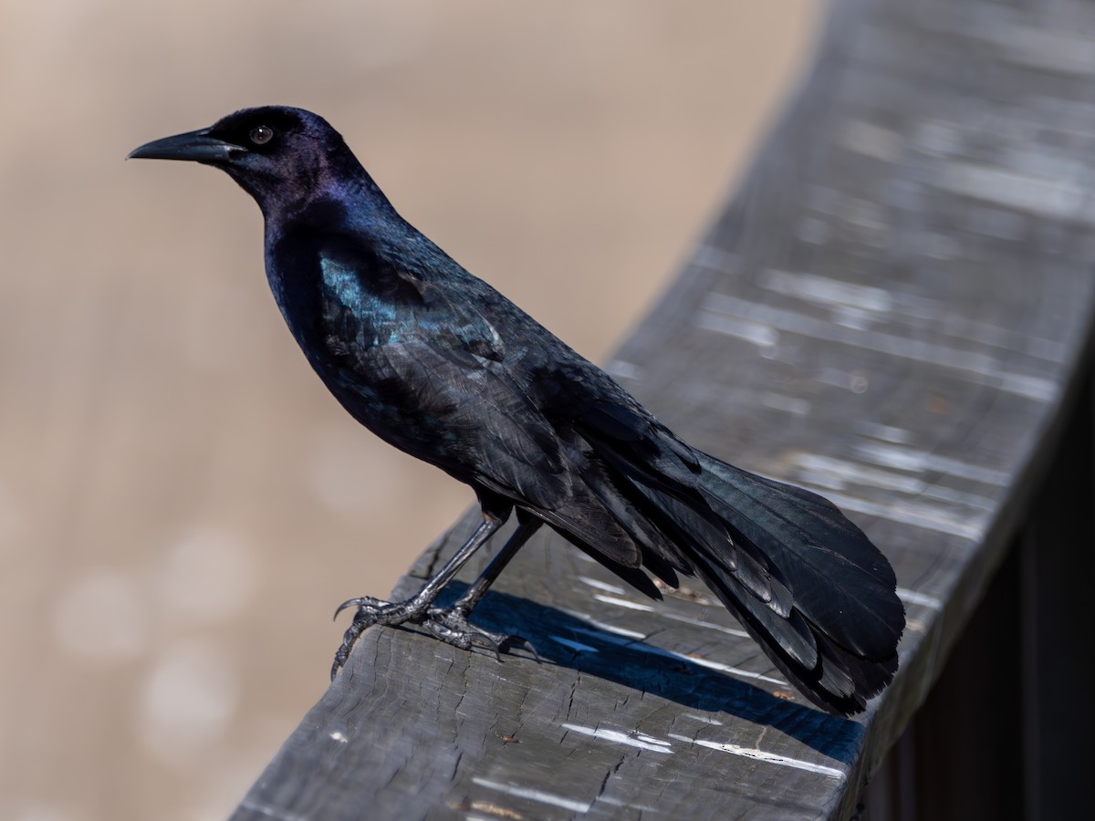 Boat-tailed Grackle - ML617478332