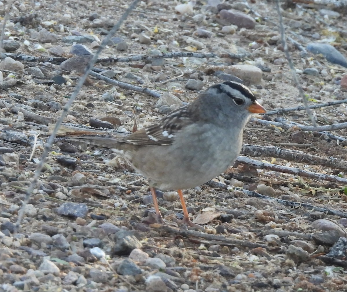 White-crowned Sparrow (Gambel's) - ML617478345