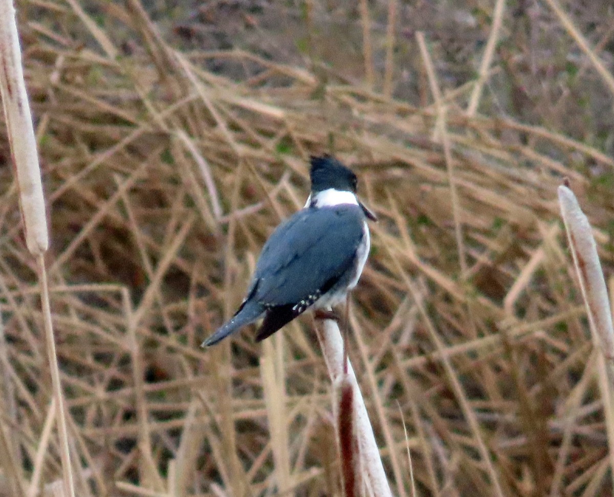 Belted Kingfisher - ML617478353