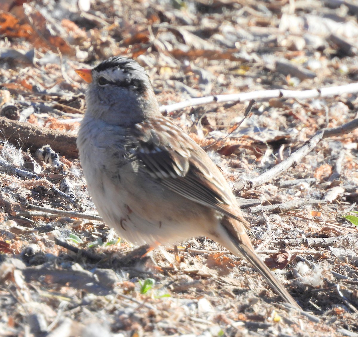 White-crowned Sparrow (Gambel's) - ML617478354