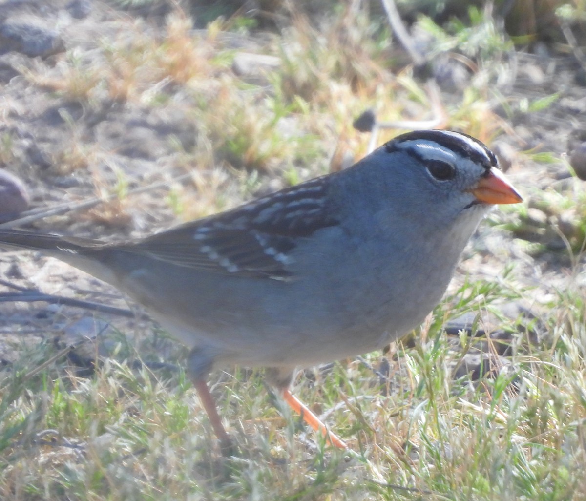 White-crowned Sparrow (Gambel's) - ML617478358
