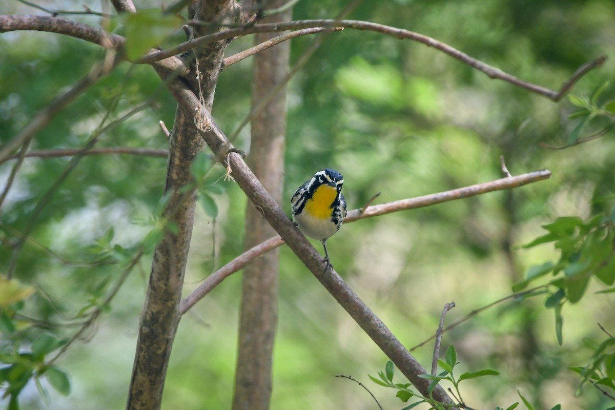 Yellow-throated Warbler - ML617478450