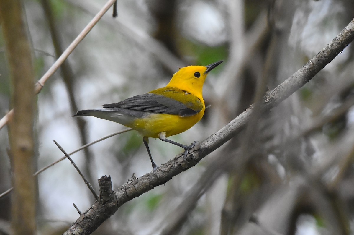 Prothonotary Warbler - ML617478460