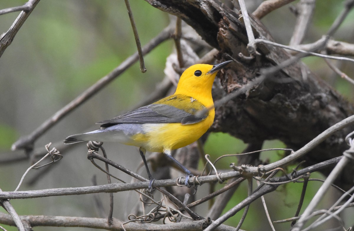 Prothonotary Warbler - ML617478461