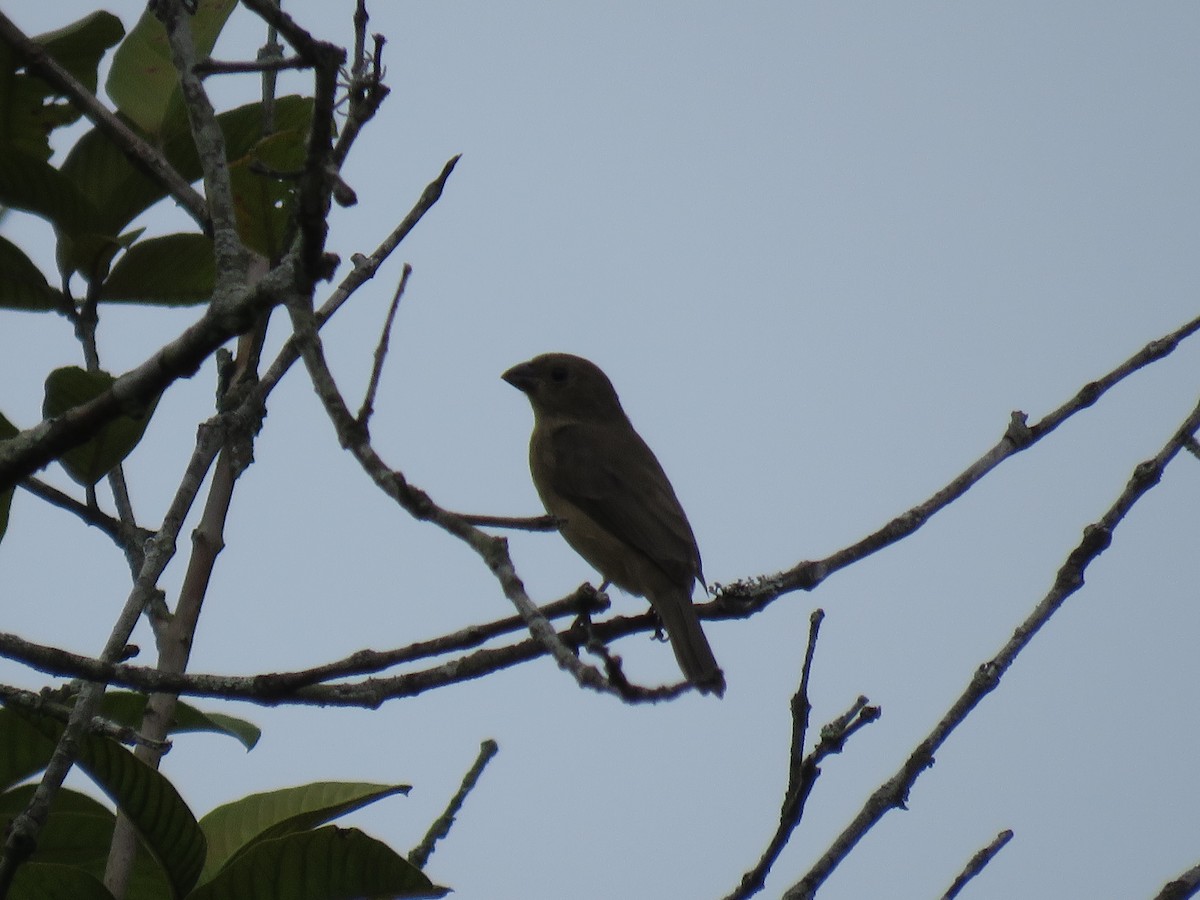 Double-collared Seedeater - ML617478499