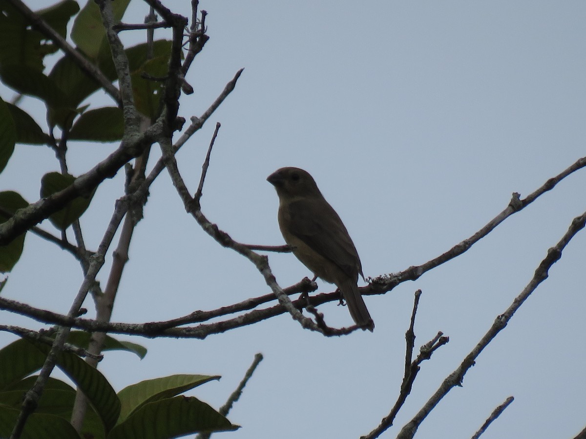 Double-collared Seedeater - ML617478500