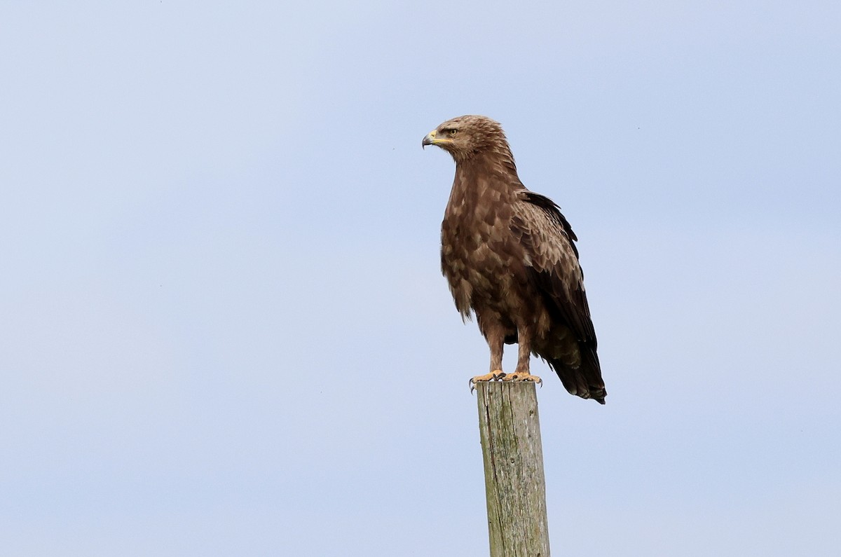Lesser Spotted Eagle - ML617478533