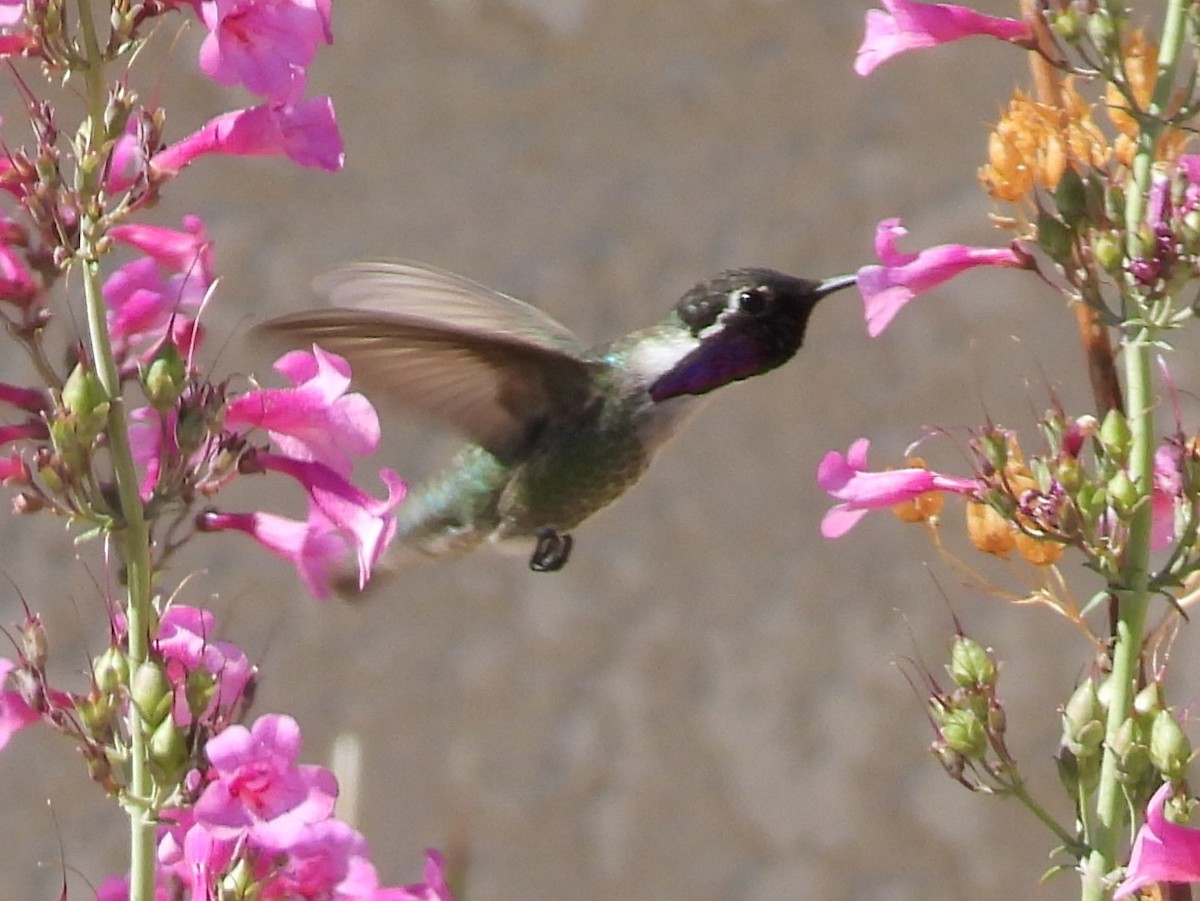 Costa's Hummingbird - ML617478555