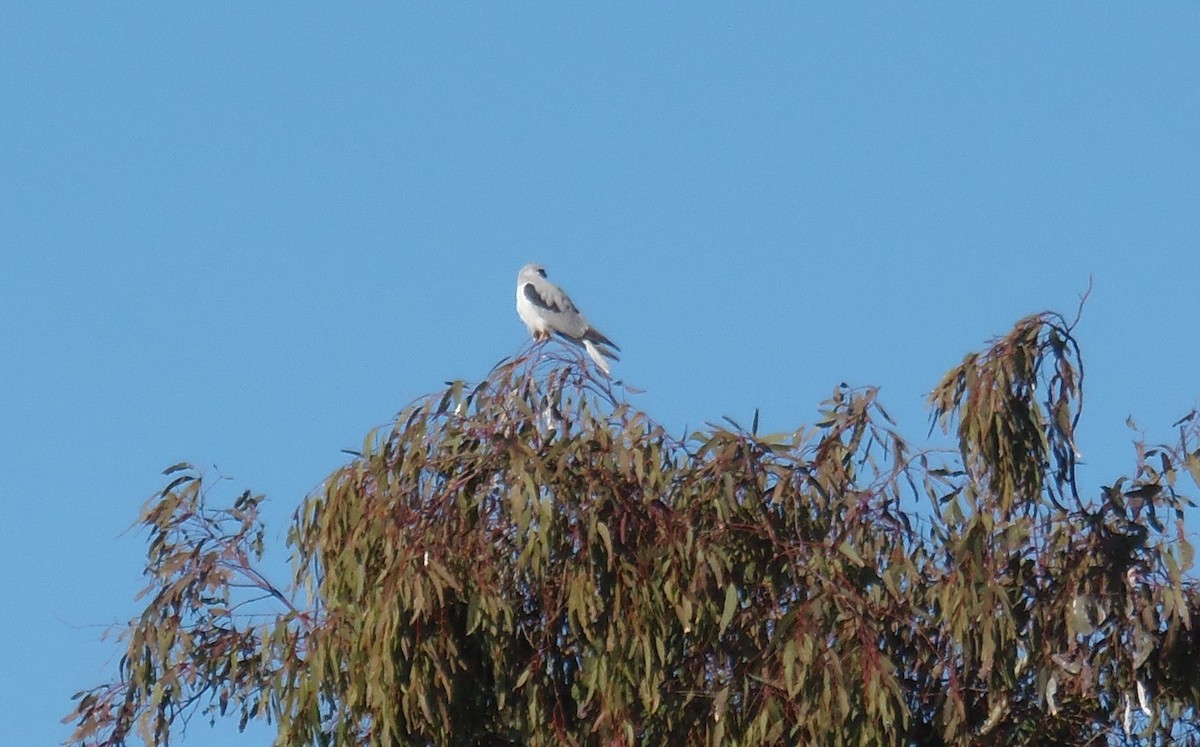 White-tailed Kite - P Cole