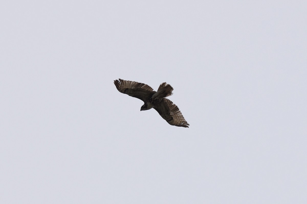 Red-tailed Hawk - ML617478635
