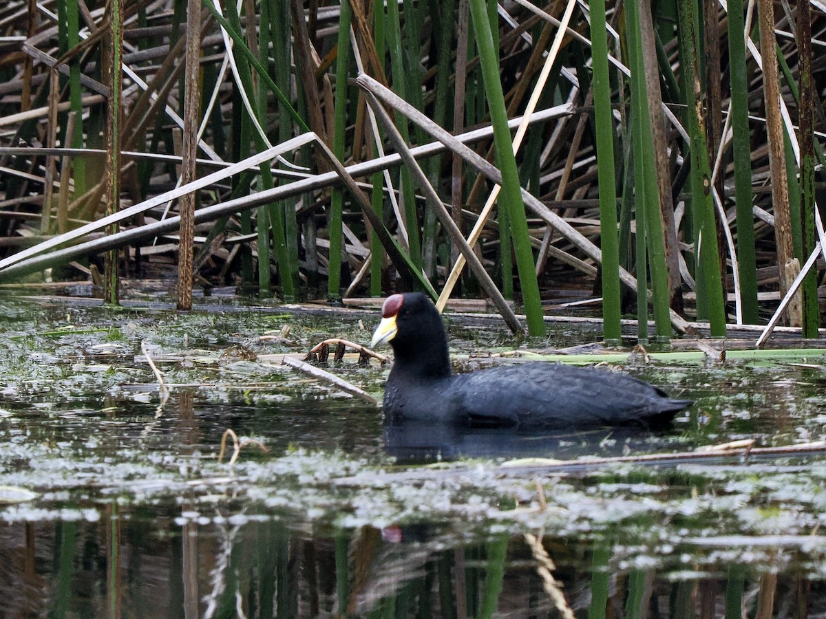 Slate-colored Coot - Gabriel Willow
