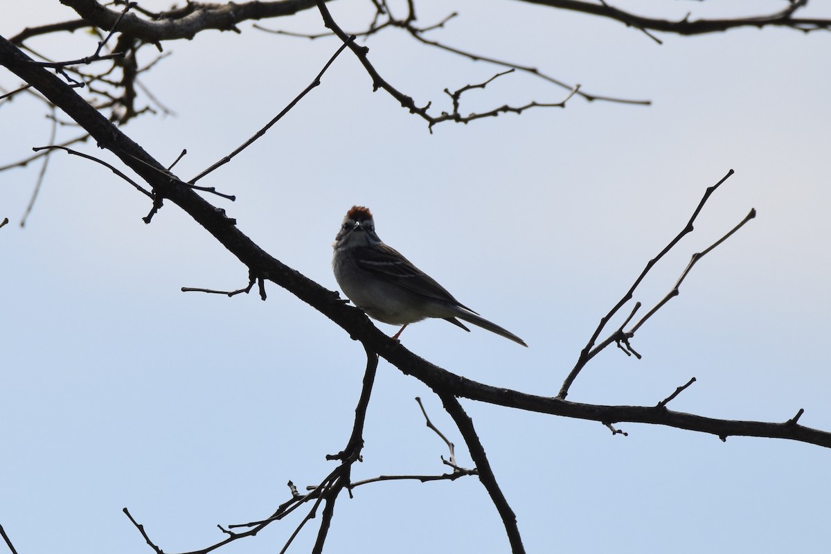 Chipping Sparrow - C  Thorn