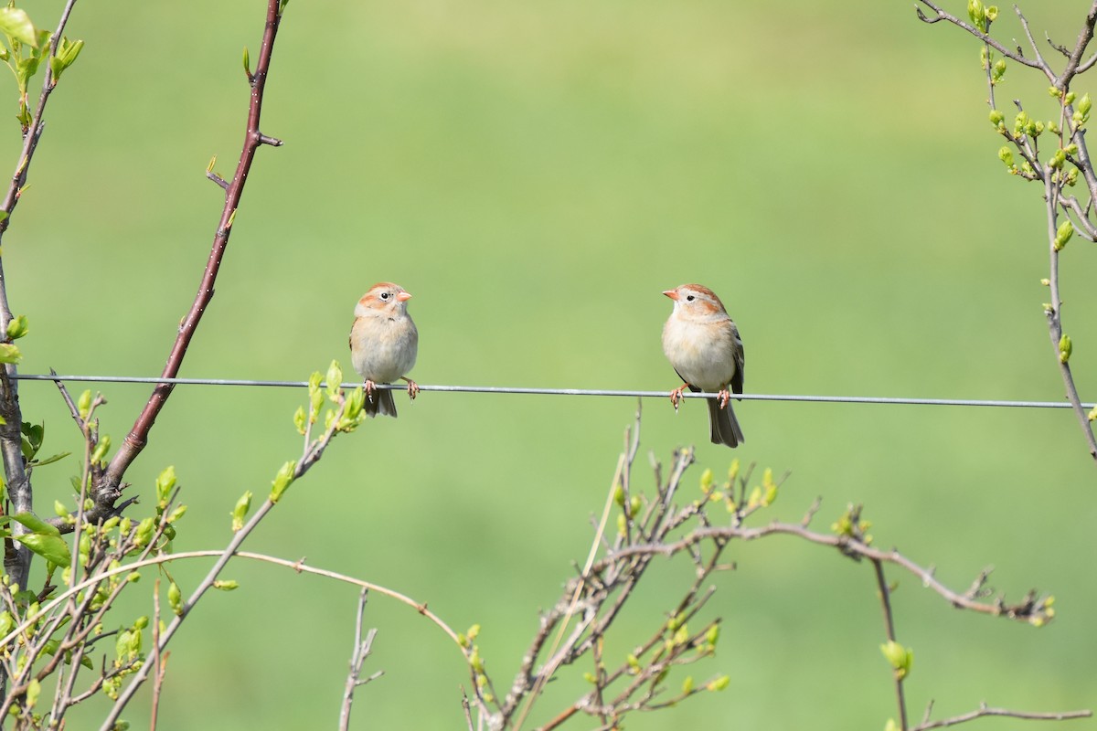 Field Sparrow - C  Thorn