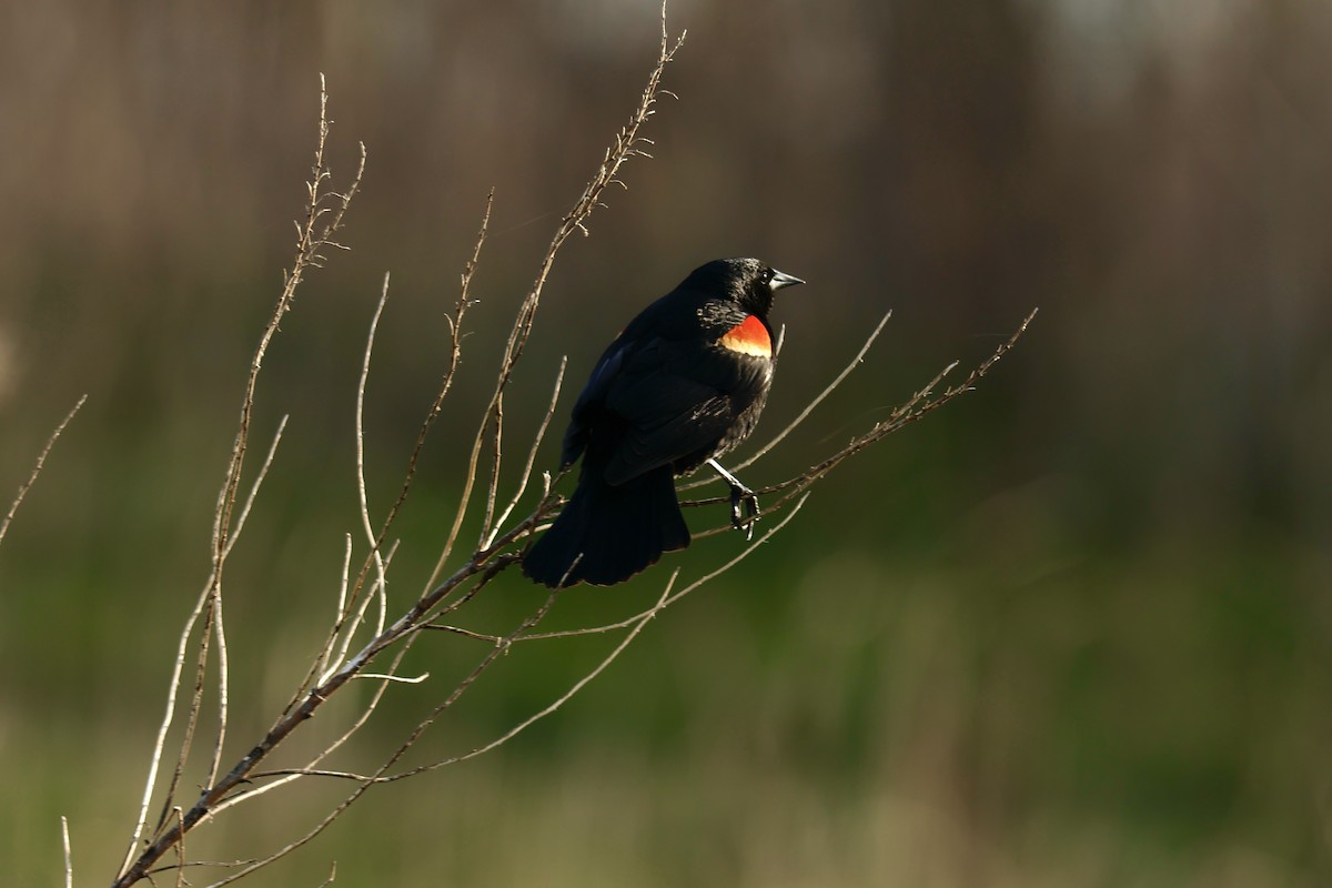 Red-winged Blackbird - ML617478733