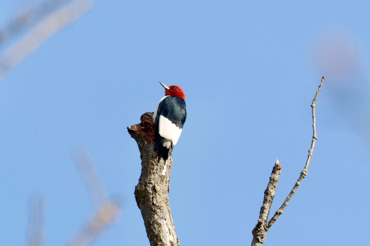 Red-headed Woodpecker - ML617478751