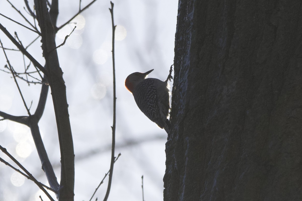 Red-bellied Woodpecker - ML617478765