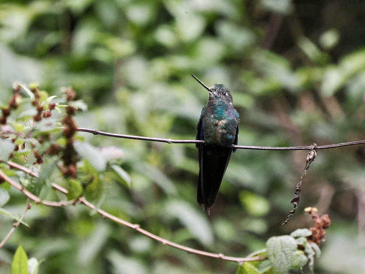 kolibřík modrokřídlý - ML617478813