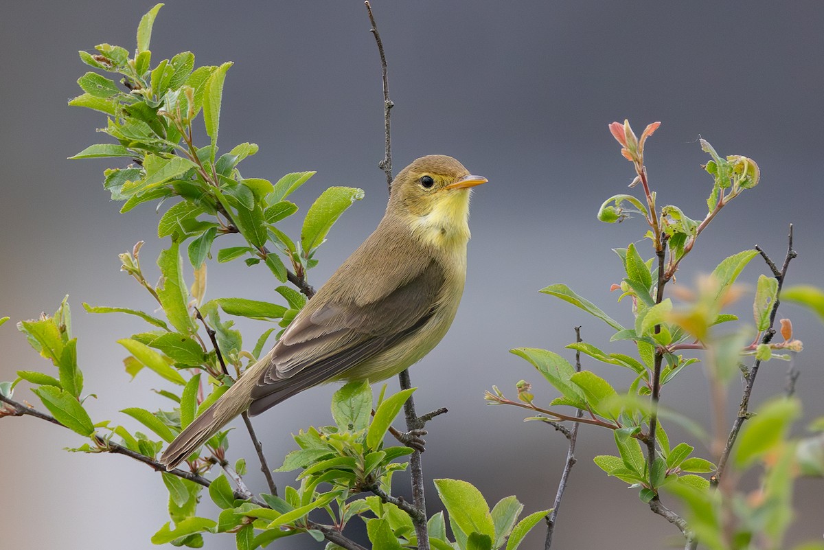 Melodious Warbler - ML617478832
