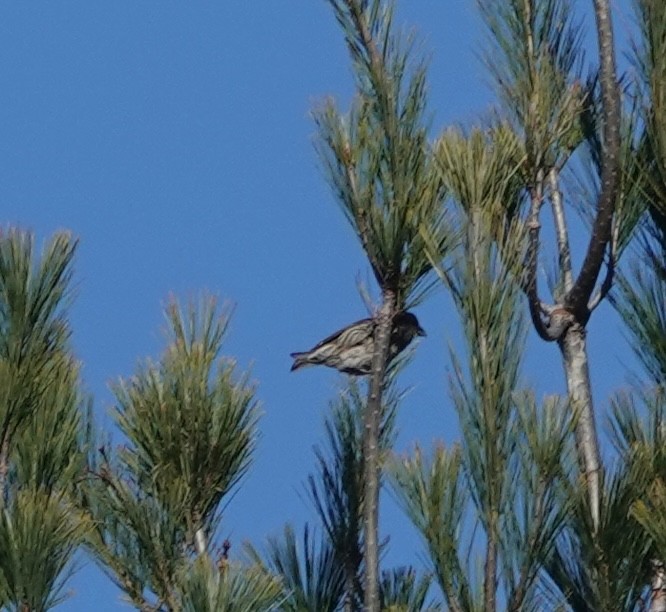 Red Crossbill (Northeastern or type 12) - ML617478860