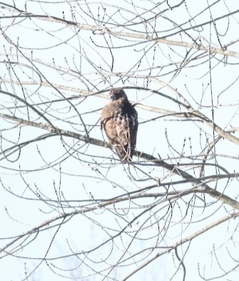 Red-tailed Hawk - ML617478931