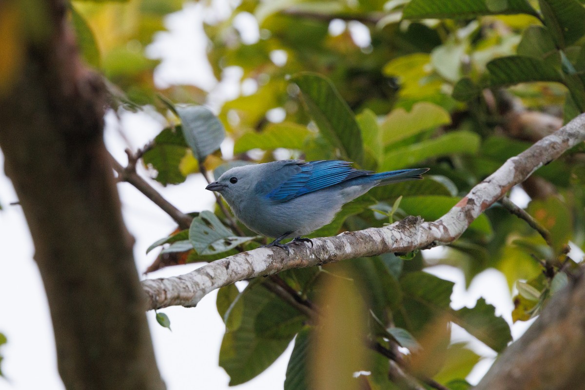 Blue-gray Tanager - ML617478940