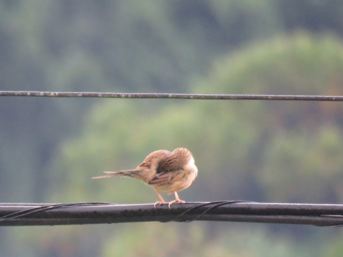 Wedge-tailed Grass-Finch - Romeu Gama