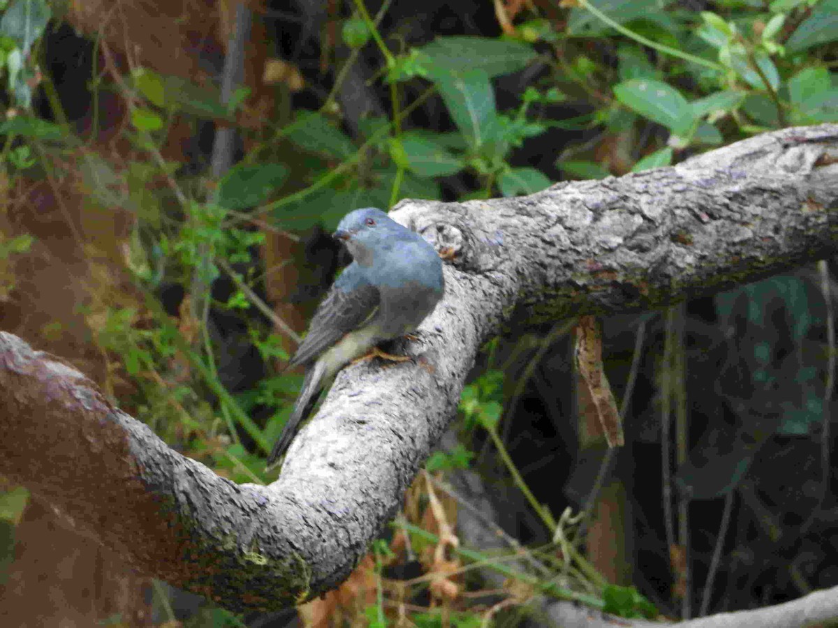 Gray-bellied Cuckoo - ML617478952