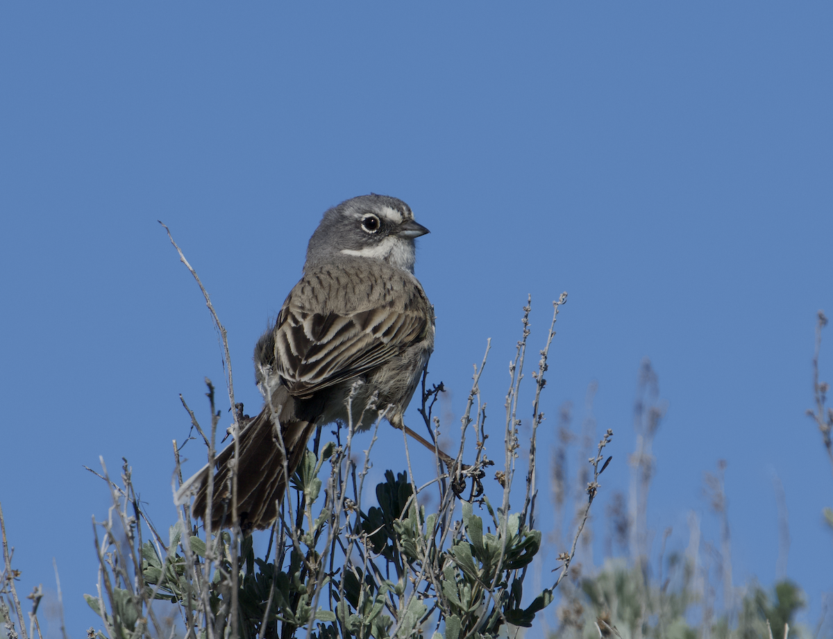 Sagebrush Sparrow - ML617478956