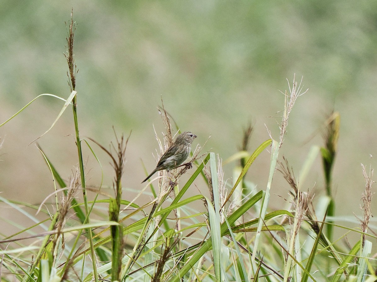 Plain-colored Seedeater - ML617478996