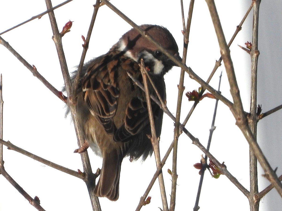 Eurasian Tree Sparrow - ML617479035
