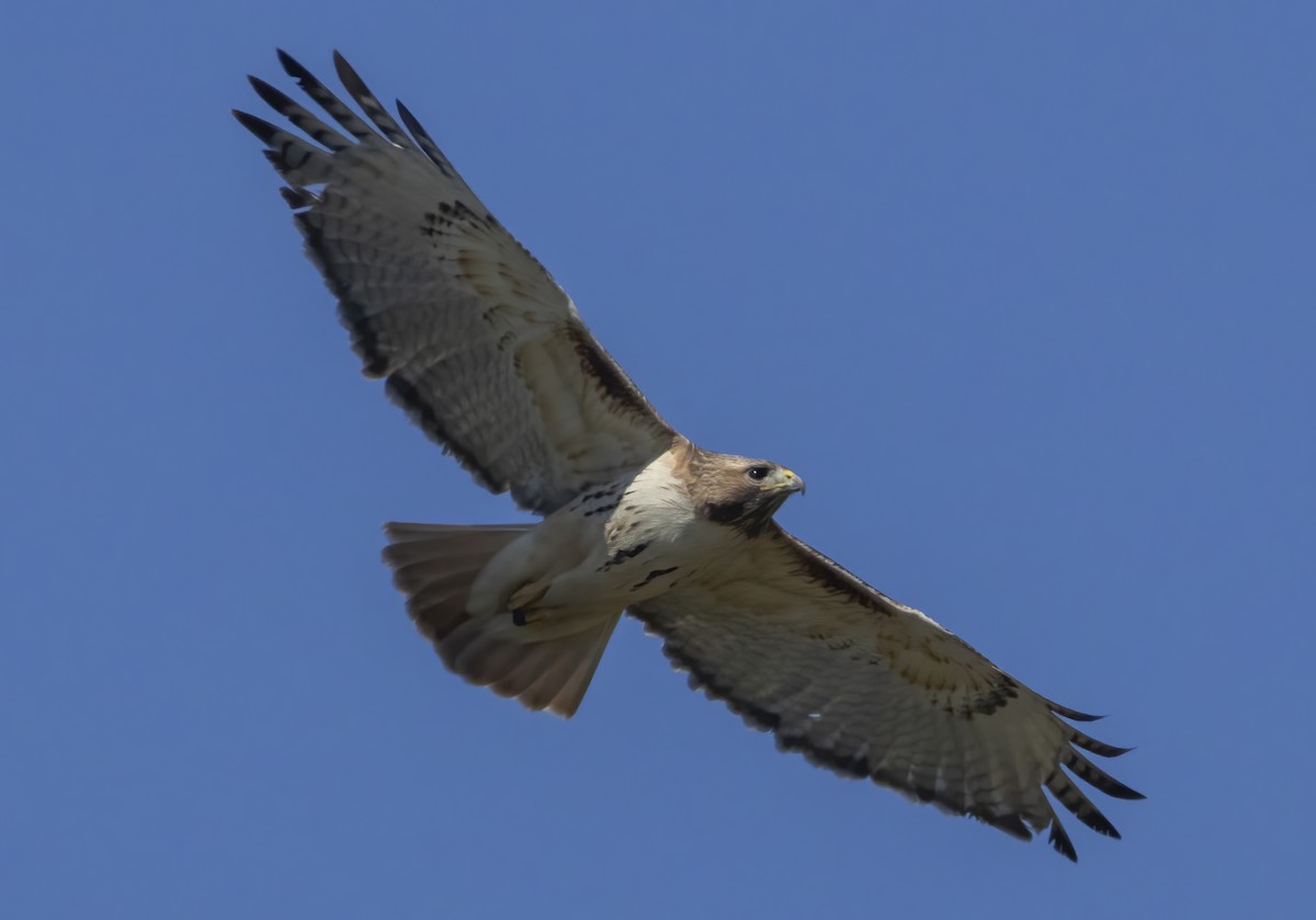 Red-tailed Hawk - ML617479129