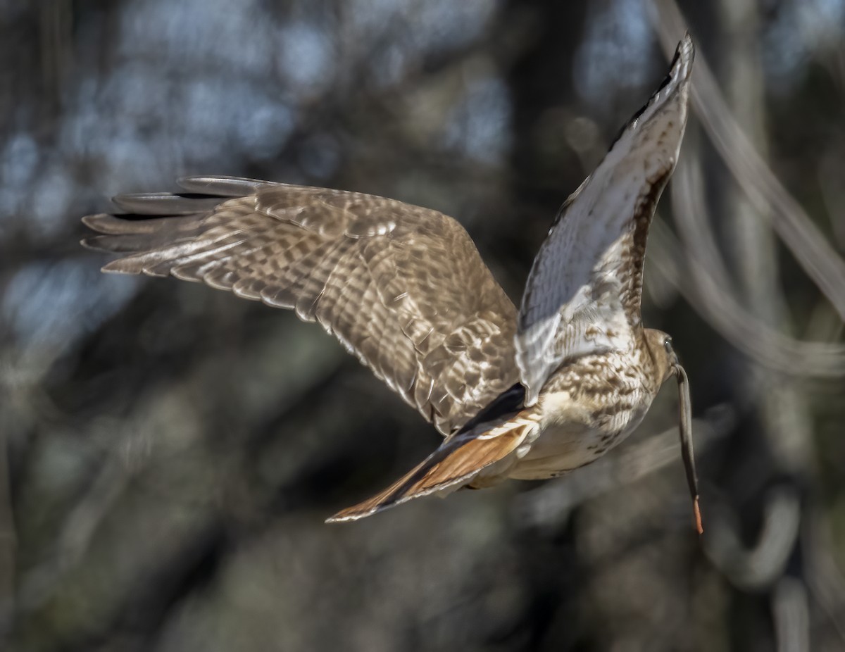 Red-tailed Hawk - ML617479133