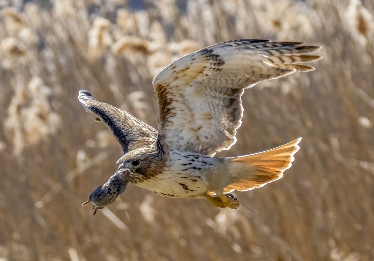 Red-tailed Hawk - ML617479134