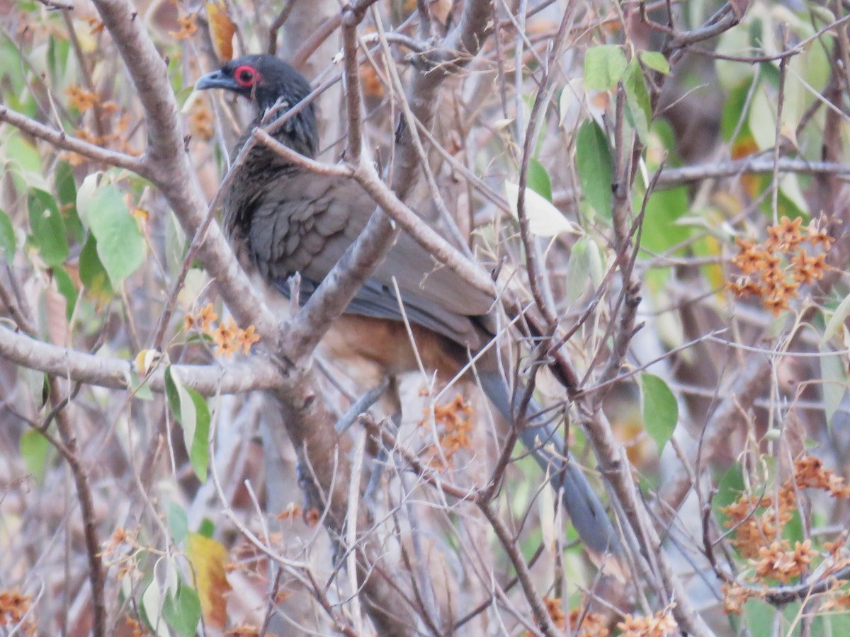 West Mexican Chachalaca - ML617479189