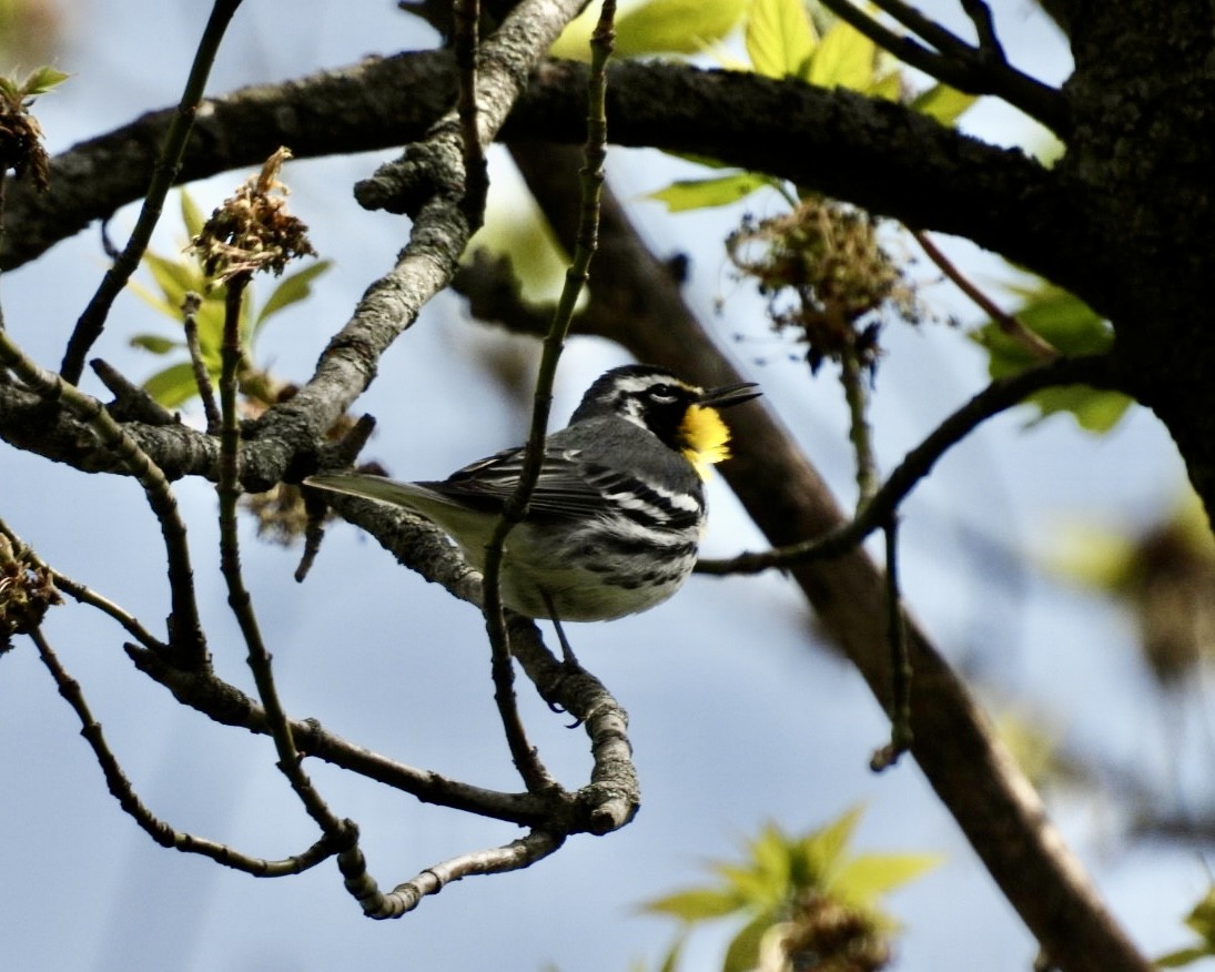 Yellow-throated Warbler - ML617479230
